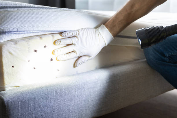 Professional Pest Control in Hampton, SC
