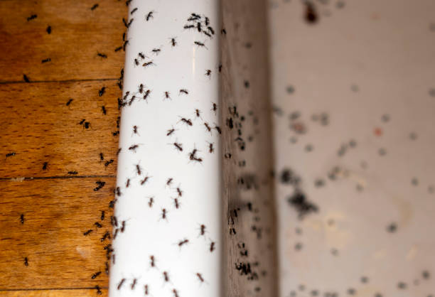 Best Residential Pest Control  in Hampton, SC