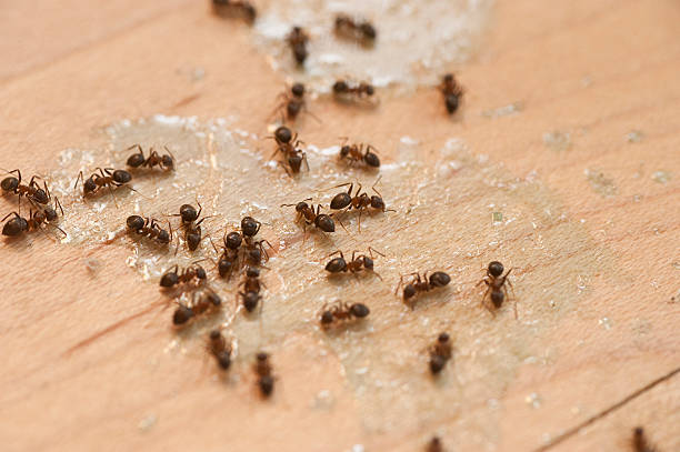 Best Wildlife Control Services  in Hampton, SC