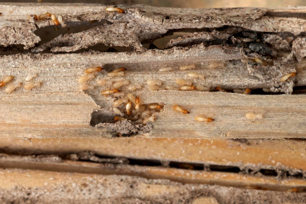 Best Pest Inspection Near Me  in Hampton, SC
